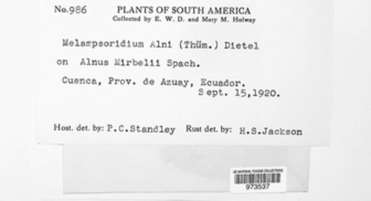 Melampsoridium alni image